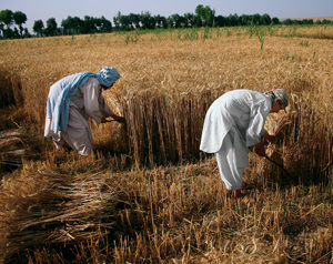 agriculture afghanistan - My Country ProjectBy: Mathew Solomon